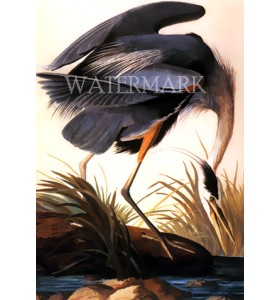 Great Blue Heron (Without frame) ( 9"x12")